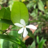 Coffea travancorensis Wight & Arn.